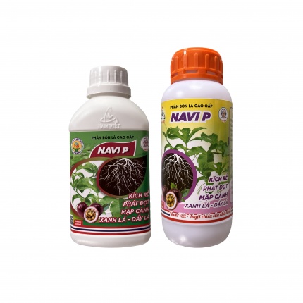 NAVI P KÍCH RỄ CHANH DÂY 